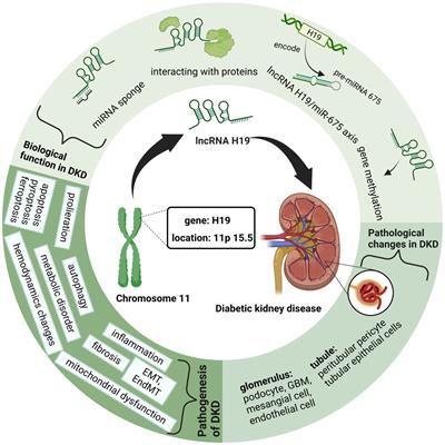 LncRNA H19: a novel player in the regulation of diabetic kidney disease